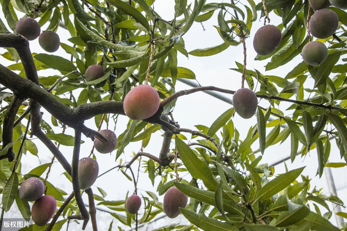 芒果柯柯无圣光_芒果无吗一区区三区四区_芒果无砖