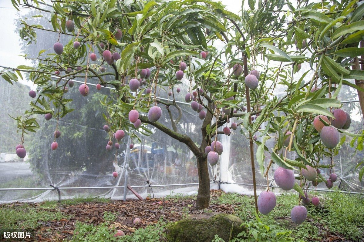 芒果无吗一区区三区四区_芒果无砖_芒果柯柯无圣光