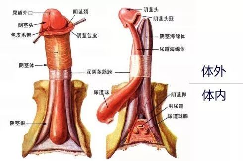 六年级尿尿的地方_六年级尿尿的地方_六年级尿尿的地方