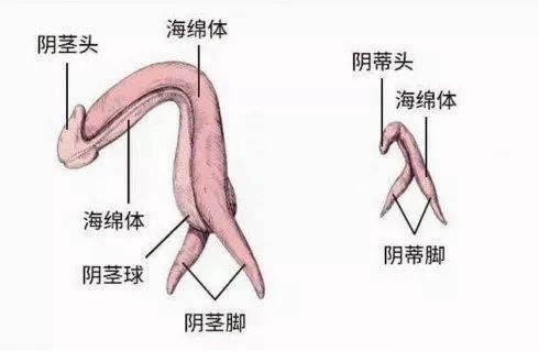 六年级尿尿的地方_六年级尿尿的地方_六年级尿尿的地方