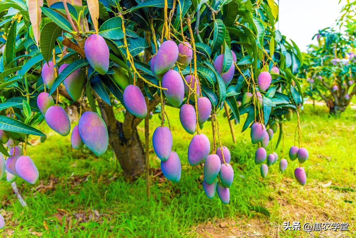 芒果无砖_芒果无吗一区区三区四区_芒果1区