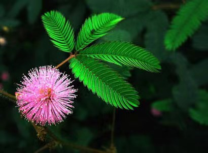 含羞草传媒 工作案例|含羞草之变——记一名性格内向精准扶贫学生三年辅导成长思考