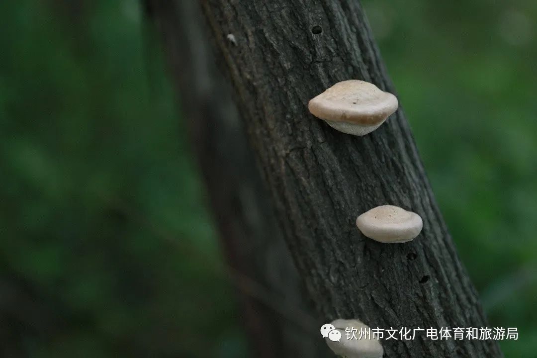 含羞草传媒干嘛的_含羞草传媒室_含羞草传媒