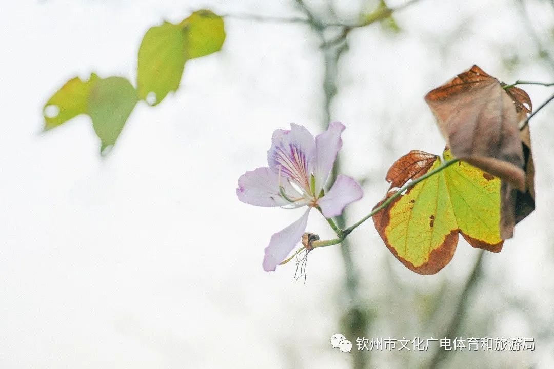 含羞草传媒干嘛的_含羞草传媒_含羞草传媒室