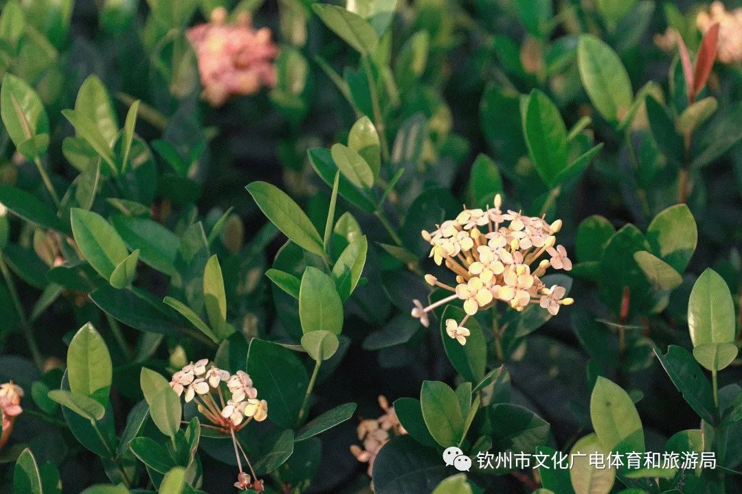 含羞草传媒_含羞草传媒干嘛的_含羞草传媒室